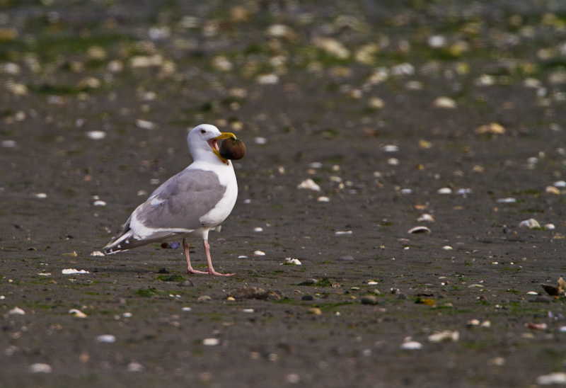 Gull With Clam